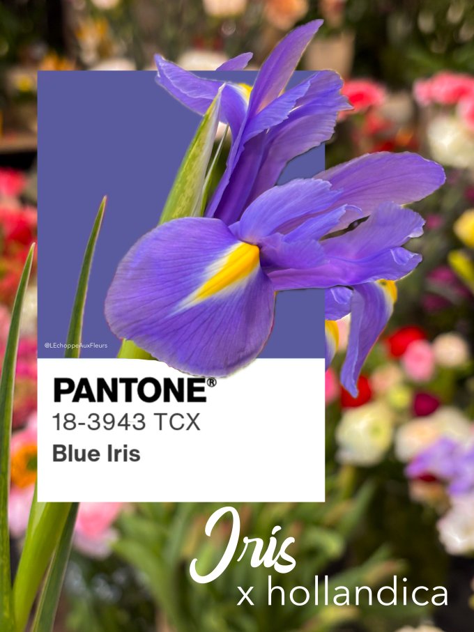 Fleurs de février photo 10